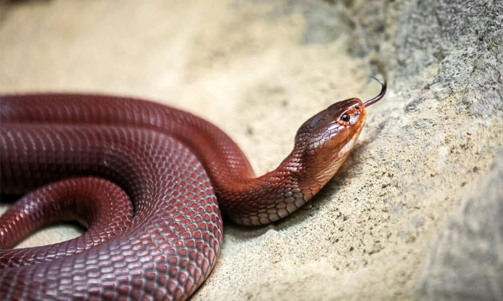 A red spitting cobra slithering across a rock