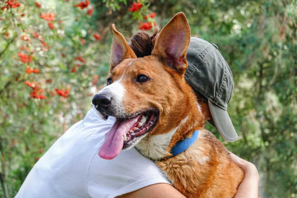 rescue dog being hugged by volunteer