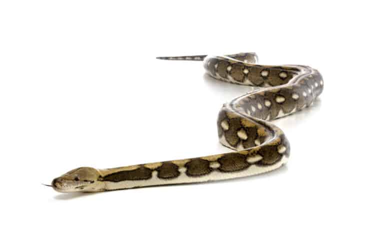 Reticulated python in front of white background