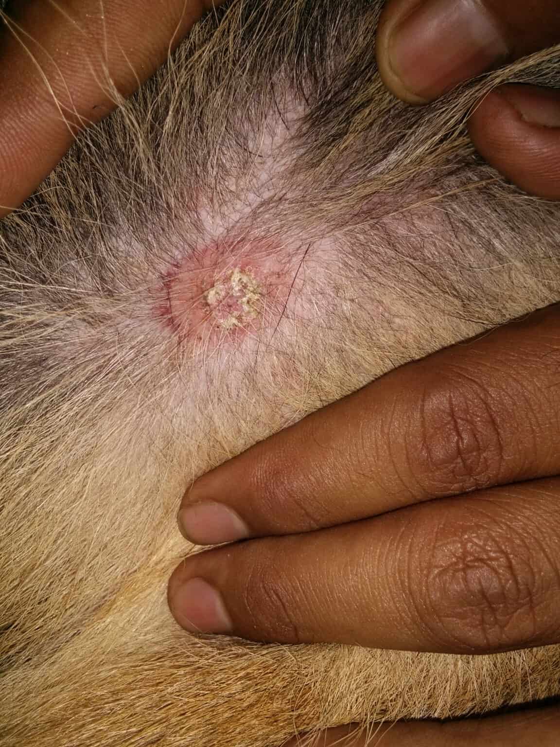 Ringworm in Dogs How to Spot, Treat, and Prevent AZ Animals