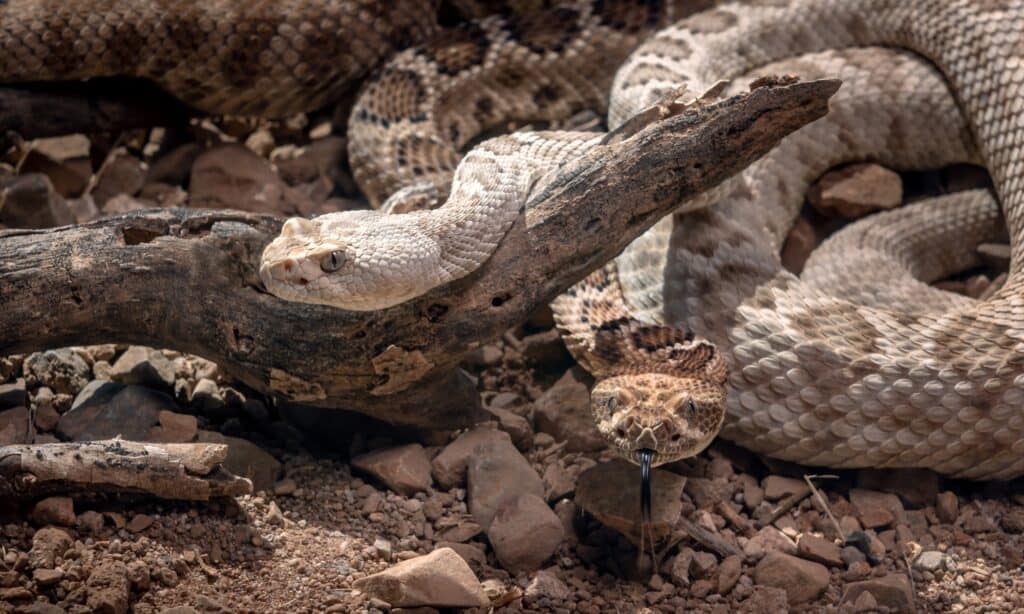 Santa Catalina rattlesnake