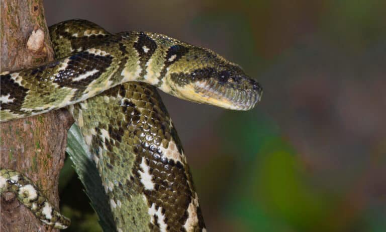 Madagascar Tree Boa