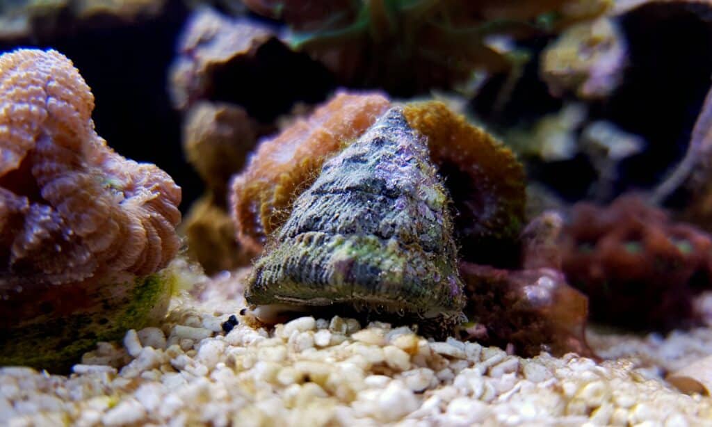 Astrea Snail or Astraea