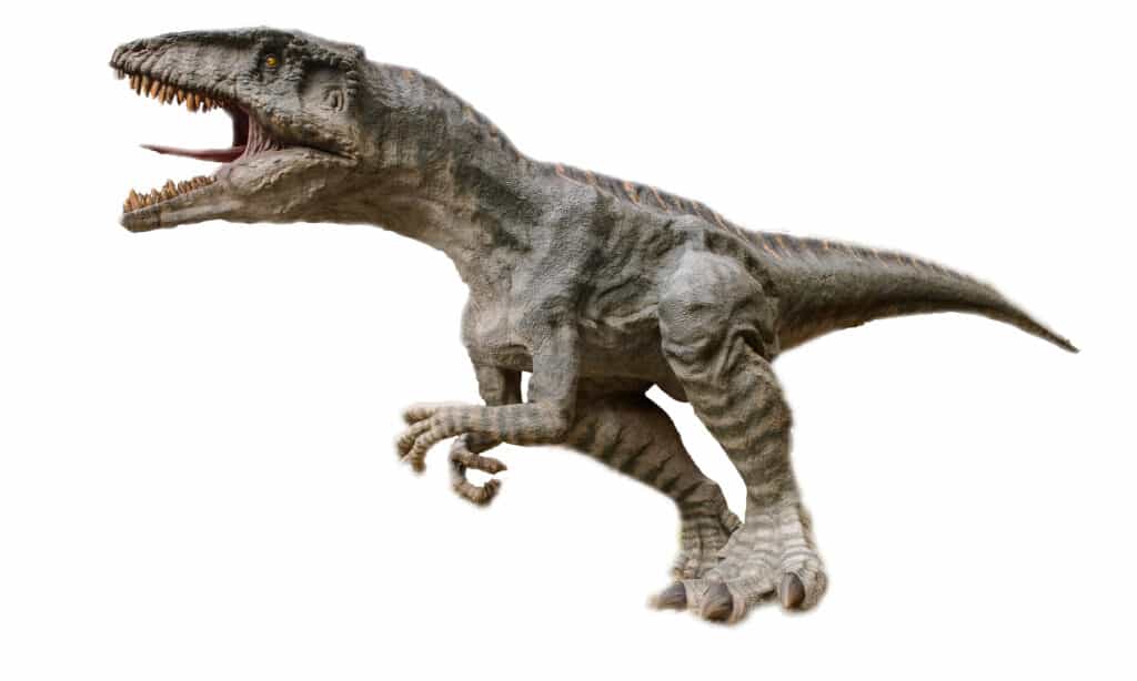 velociraptor vs gigantosaurus