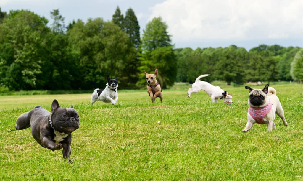 Dog Park Series - Little Dogs in Dog Park