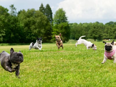 A 8 Best Dog Parks In Colorado Springs