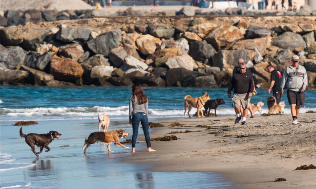 Dog Park Series - San Diego Header