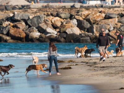 A The 7 Best Dog Parks in San Diego
