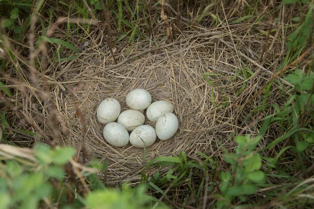 Northern Harrier nest