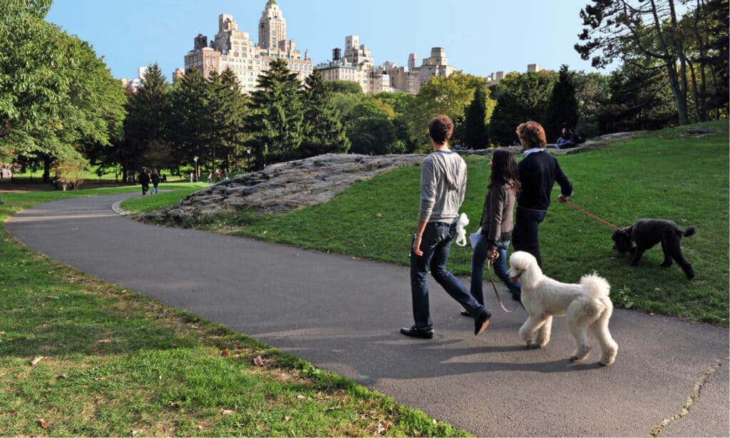 Dog Park Series - New York