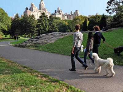 A The 12 Best Dog Parks in New York City