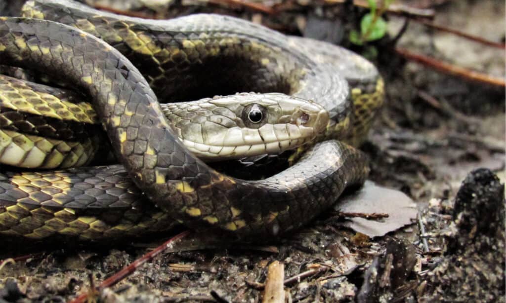 common snakes in georgia