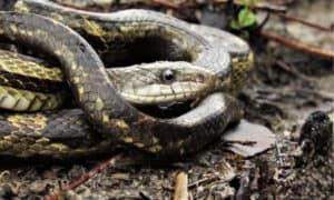 The 10 Non-Venomous Snakes in Georgia in 2024 Picture