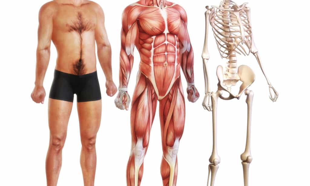 Male illustration of skin, muscle and skeletal systems
