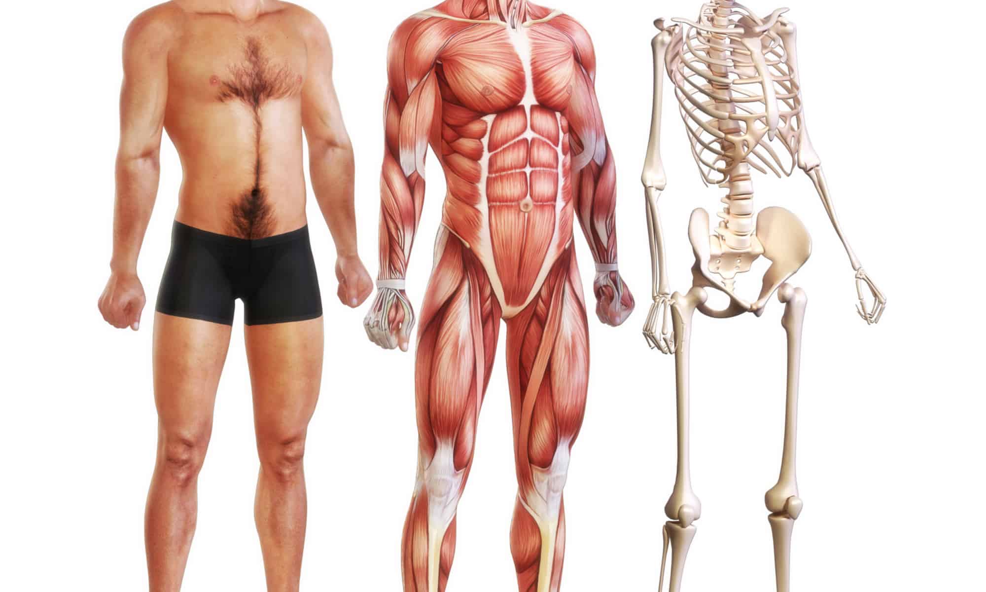 What s The Largest Muscle In The Body A Z Animals