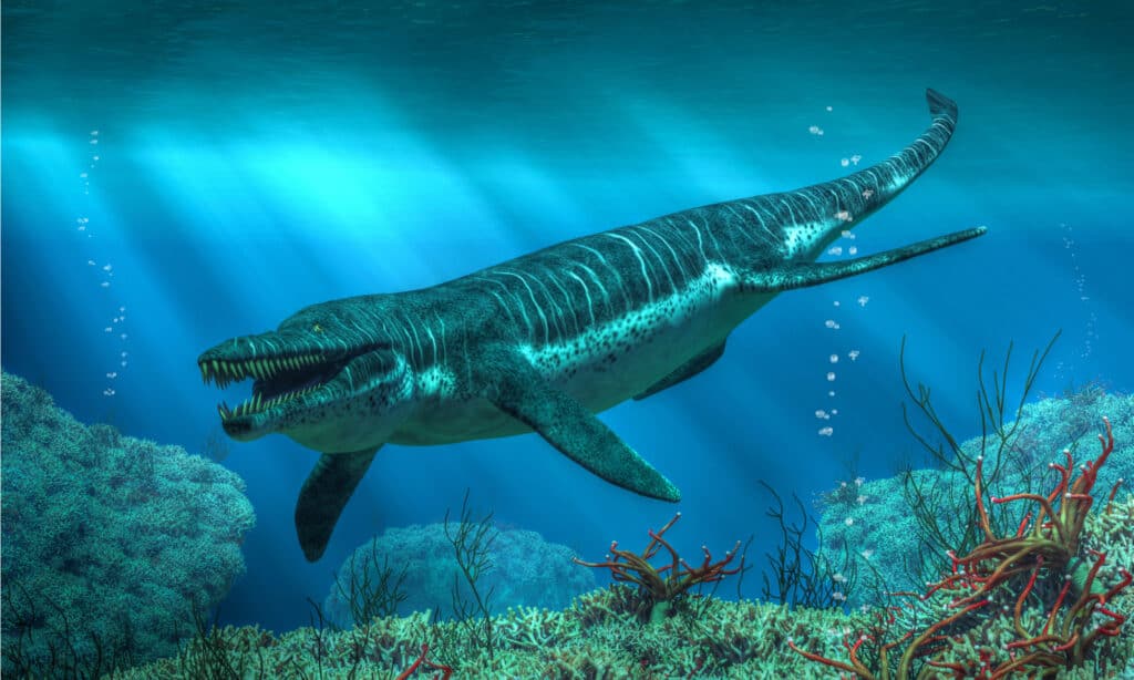 cretaceous sea animals