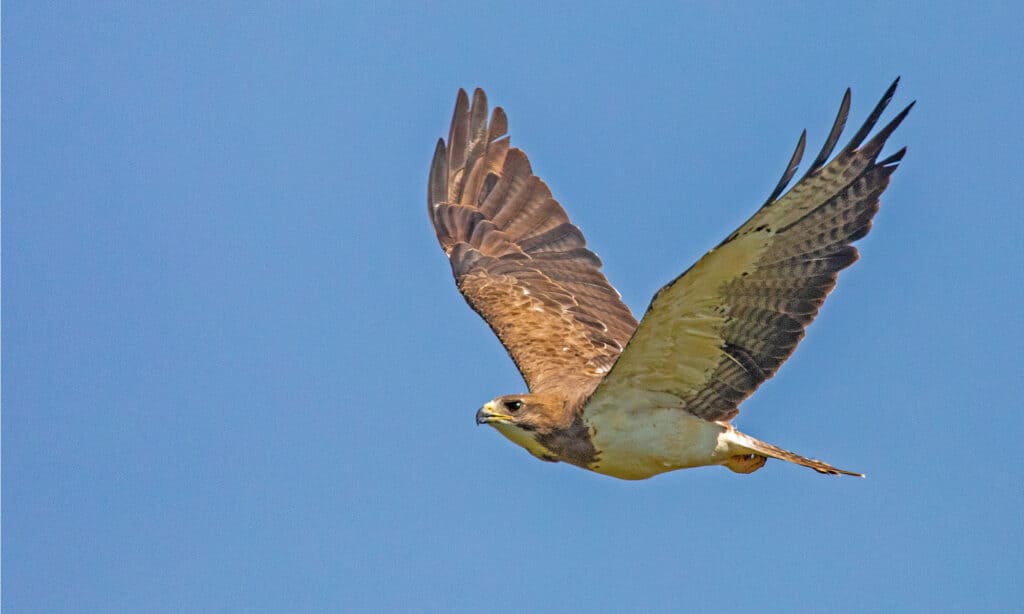 Types of Hawks In Texas - With Pictures! - AZ Animals