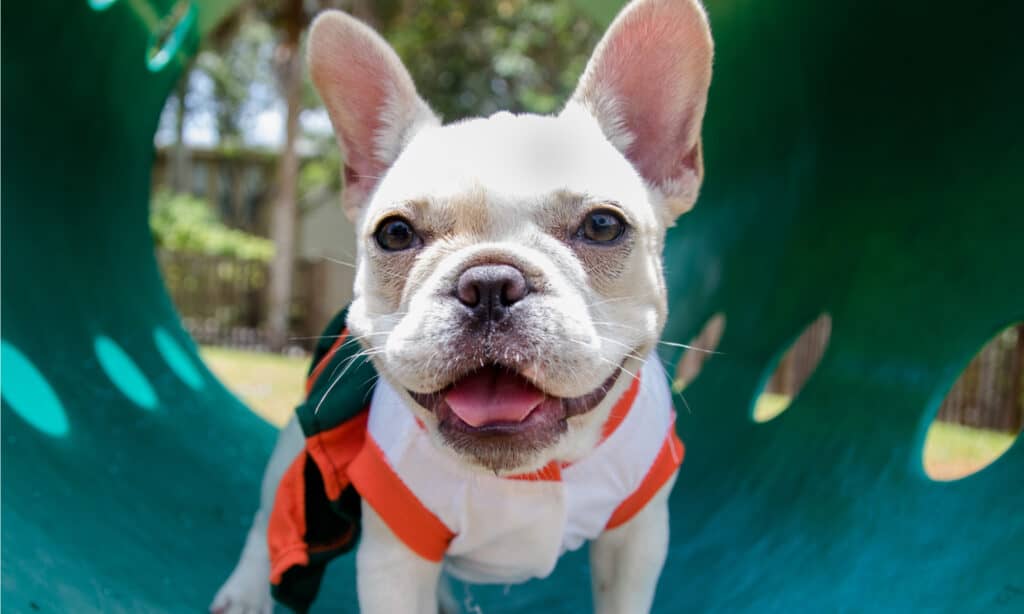 Dog Park Series - French Bulldog at Dog Park