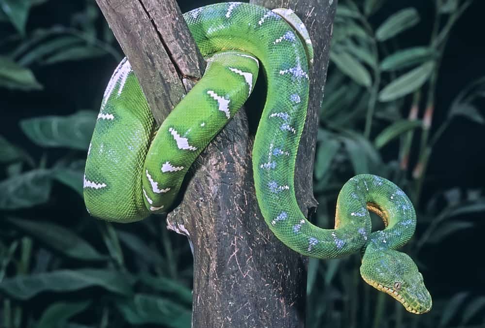 Emerald tree boa coiled in tree