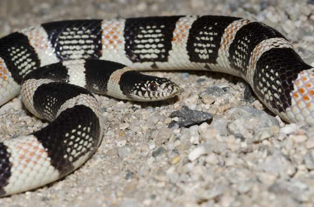 long-nosed snake