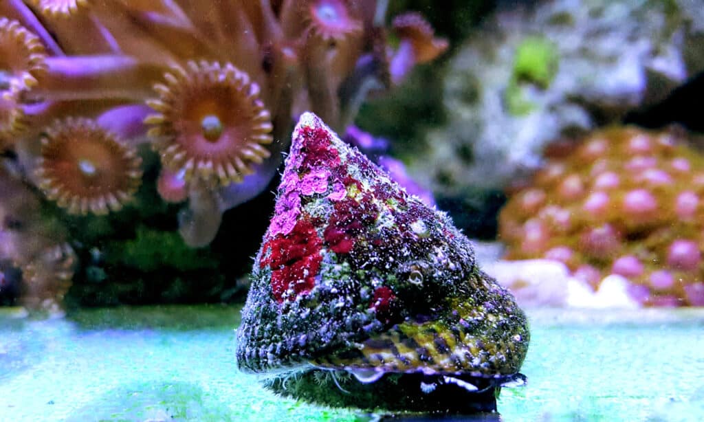 Trochus Snail