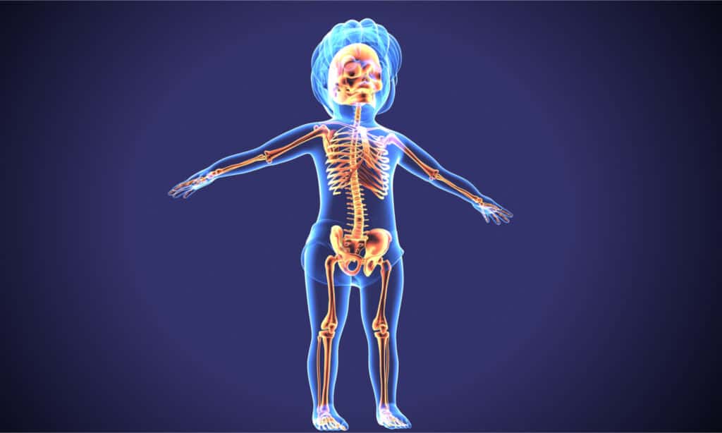 How Many Bones Are in the Human Skull? - A-Z Animals