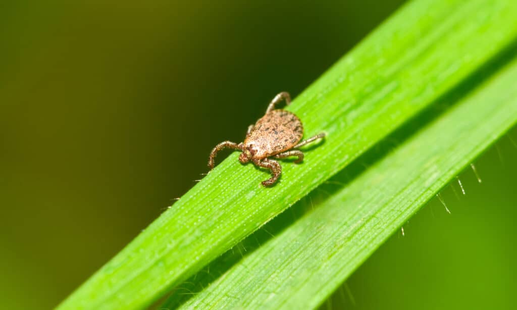 Pacific Coast Tick 