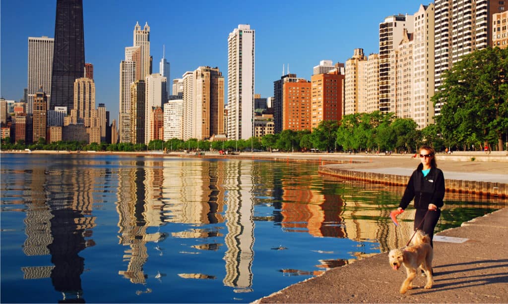 Dog Park Series - Chicago Skyline