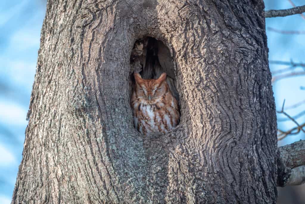 Owl sleeping in a tree