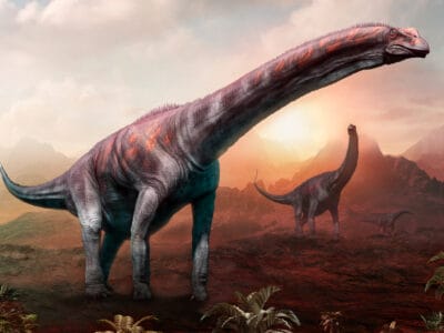 A Argentinosaurus