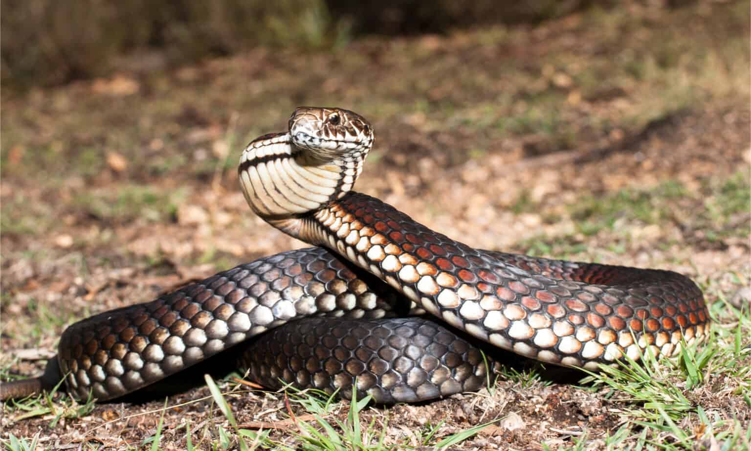 17 Snakes with Paralyzing Venom - A-Z Animals