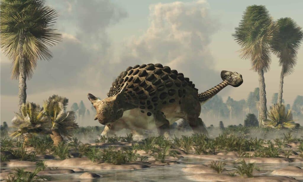 Ankylosaurus in Forest