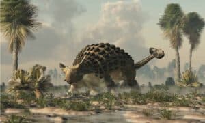 Ankylosaurus vs Stegosaurus: What Are the Differences? Picture
