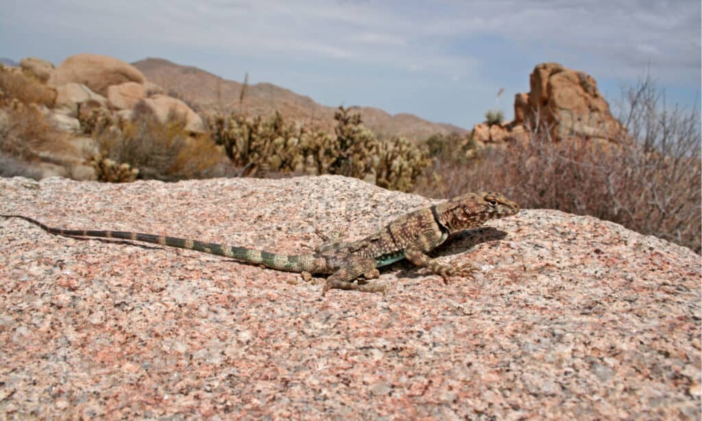 banded rock lizard