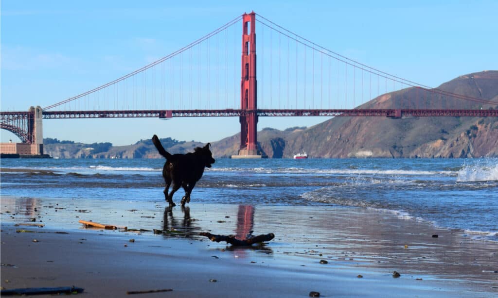 Dog Park Series - San Franciso