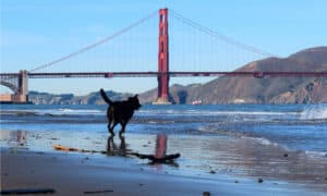 Discover 11 Animals Living Underneath the Golden Gate Bridge Picture