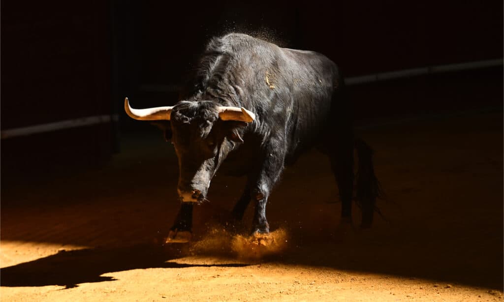 Bull in spanish bullring