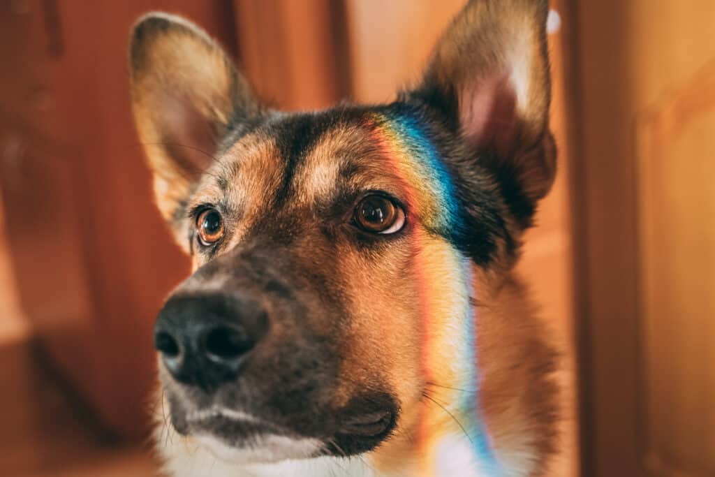 can dogs really not see colors