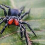 Mouse spiders