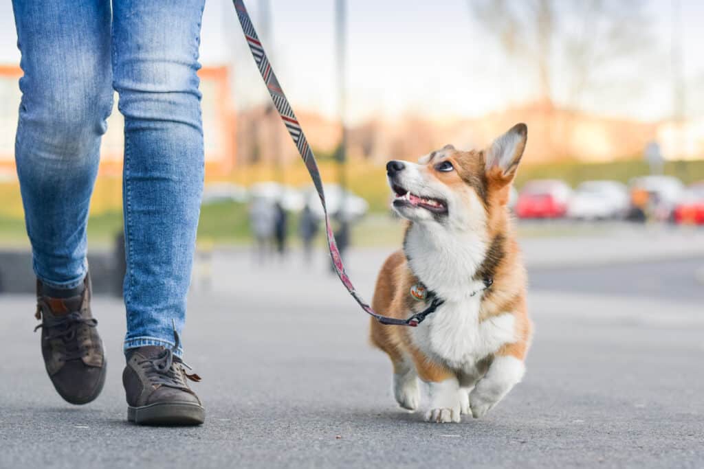 Welsh Corgi on a Leash