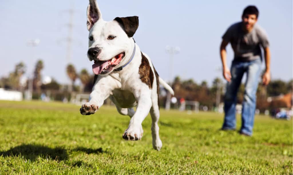 Dog Park - Pitt Bull Running