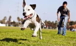 8 Best Dog Parks In Milwaukee  Picture
