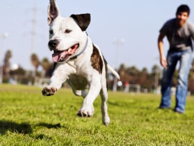 A Dog Parks and Recreational Areas in Paradise