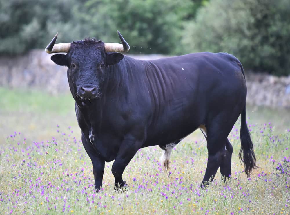 Bull in spain in the green field