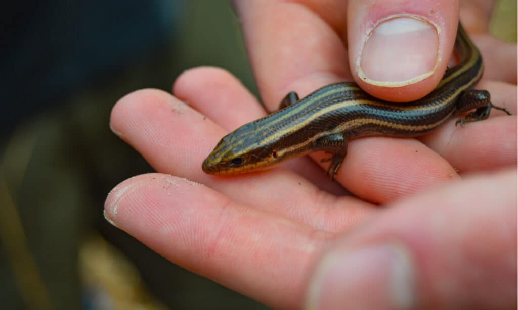 coal skink