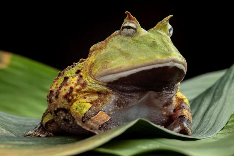 do pac man frogs hibernate