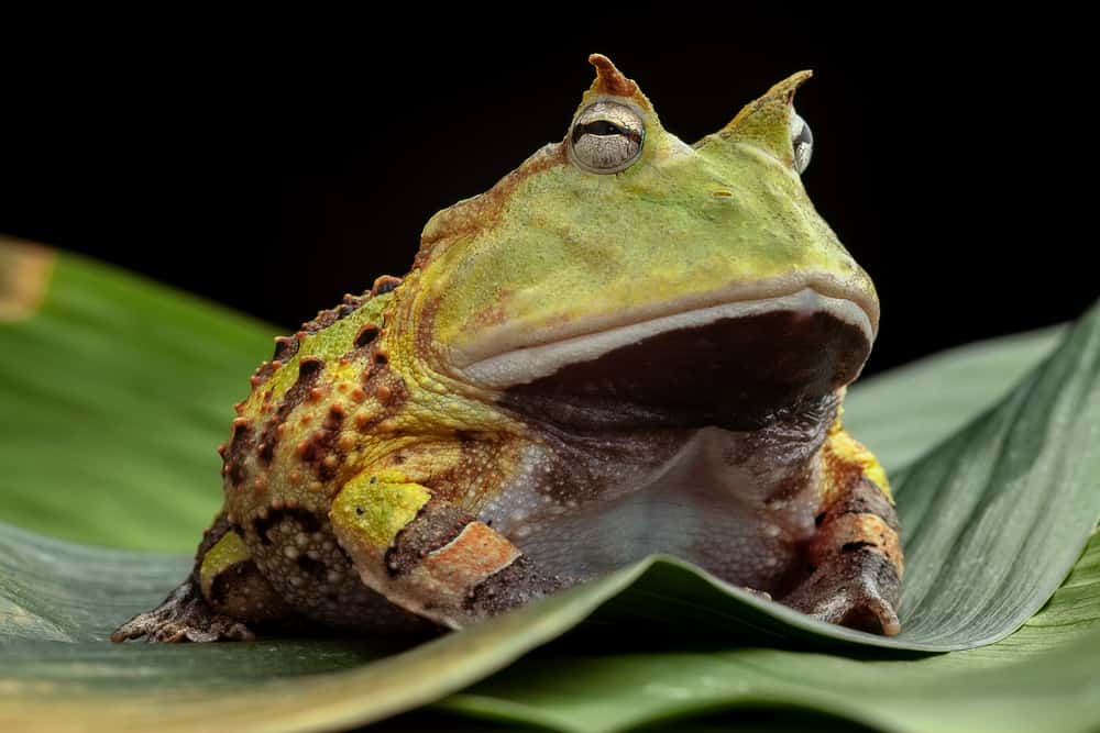 Pacman,Frog,Or,Toad,,South,American,Horned,Frogs,Ceratophrys,Cornuta