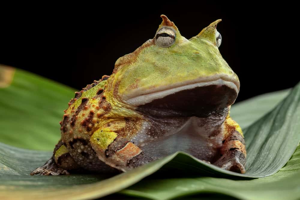 different types of pacman frogs