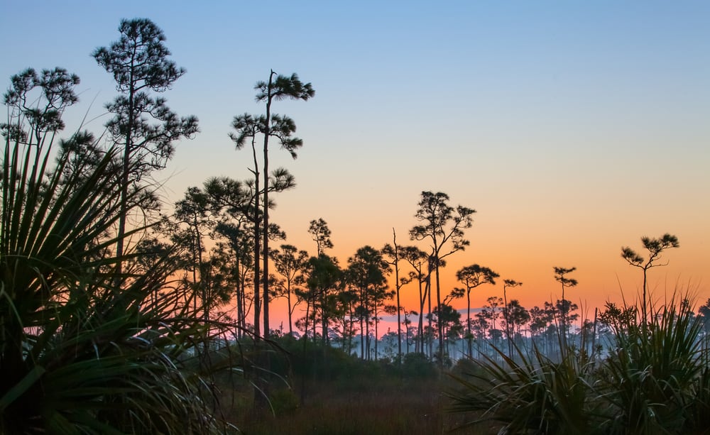 Quiet, colorful sunrise over the Florida Everglades