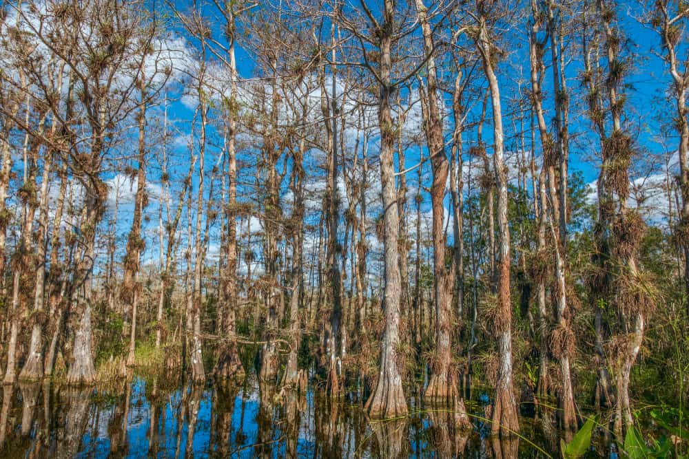 he Big Cypress National Preserve is a vast swamp in Florida